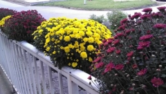 CVETAJU DO PRVIH SNEGOVA Ove biljke su idealne za jesenji period