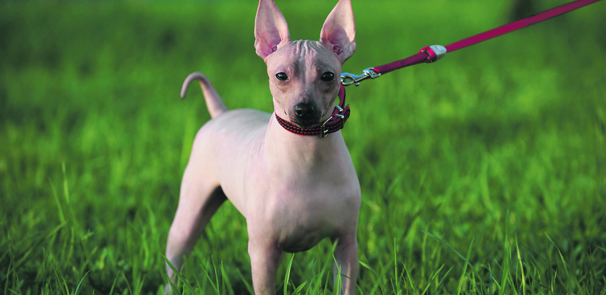 VIC DANA Zašto pas maše repom?