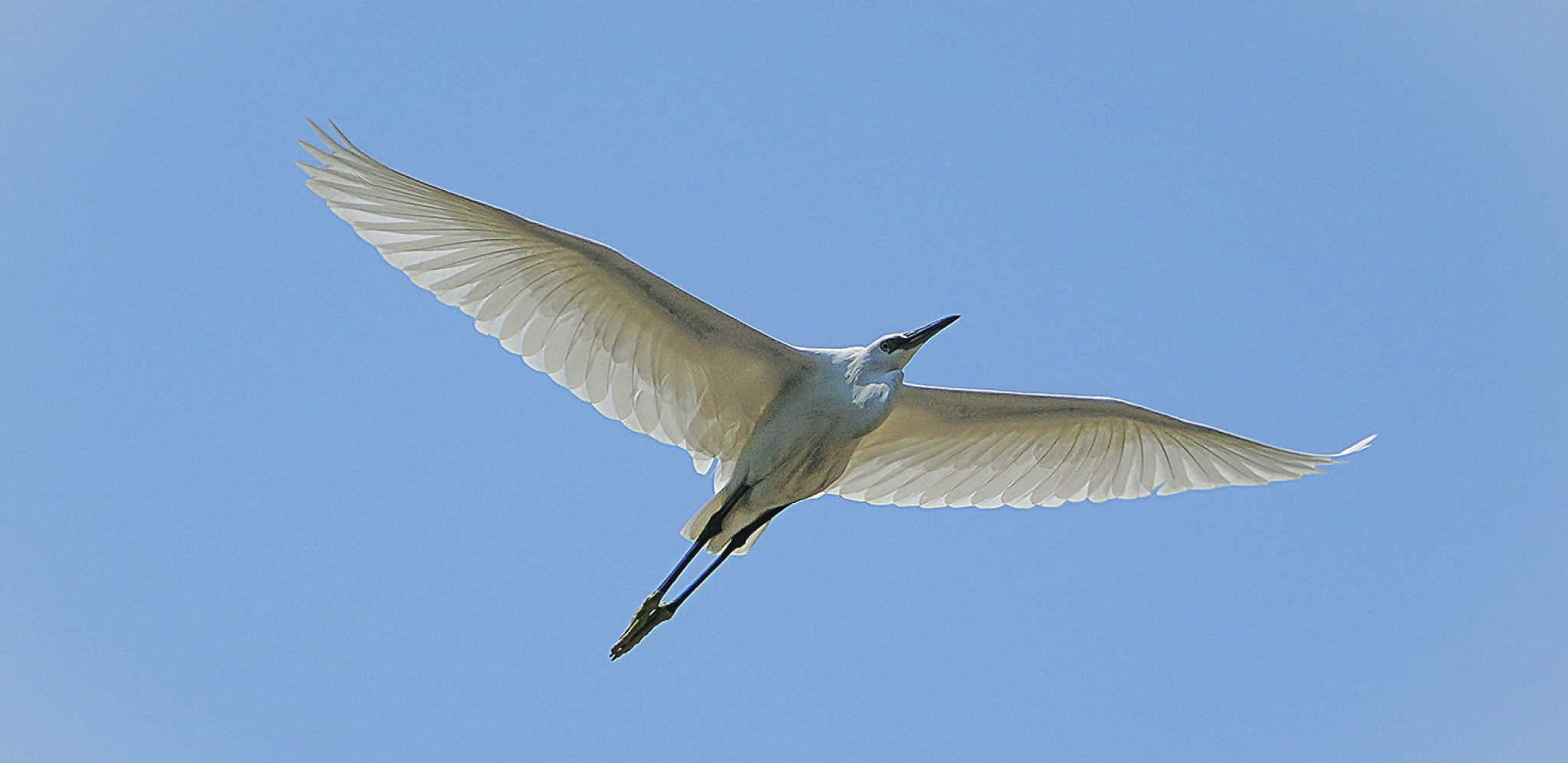 MALA BELA ČAPLJA Za stanište bira reke i močvare gde ima riba