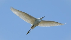 MALA BELA ČAPLJA Za stanište bira reke i močvare gde ima riba