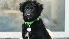 Obratite pažnju: Ovo su sigurni znaci da je vašem psu previše hladno