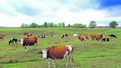 DANAS ISPLATA SUBVENCIJA: Ministarka Tanasković: Nismo u mogućnosti da zabranimo uvoz