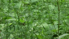 PRETVORITE SVOJU KUĆU U ZELENU OAZU Ukrasite je zasadom paprati, negujte je u pet jednostavnih koraka