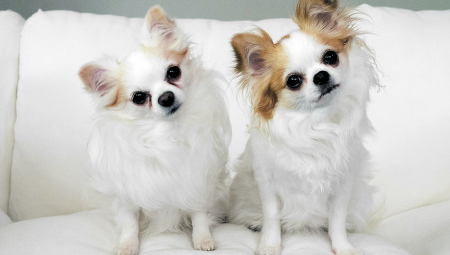 PSI RASPOZNAJU SVOJU RASU Ali da li je moguće da razlikuju i rase?