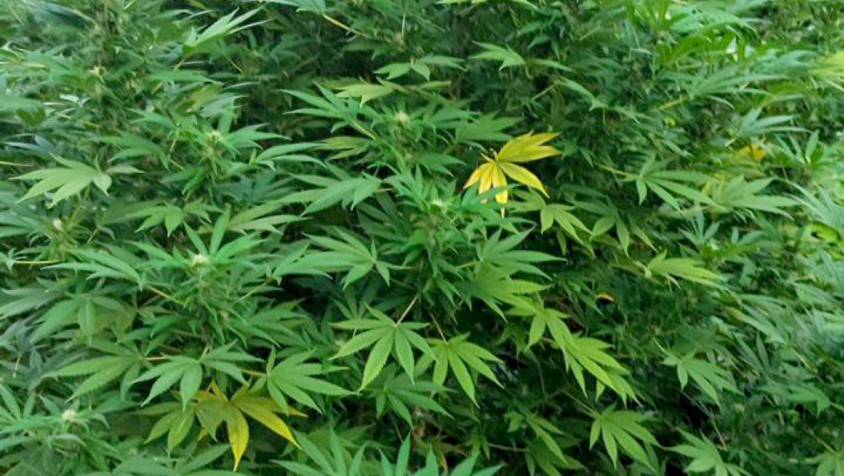 SRBI U AUSTRIJSKIM VILAMA GAJILI MARIHUANU Uhapšeni u Beču i Gracu, sumnja se da su prodali tonu kanabisa