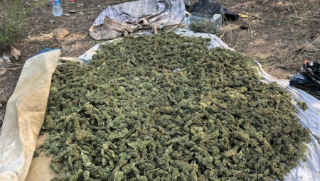 PRIVEDEN MLADIĆ IZ TRSTENIKA Prilikom pretresa policija pronašla marihuanu upakovanu u tegle i kese