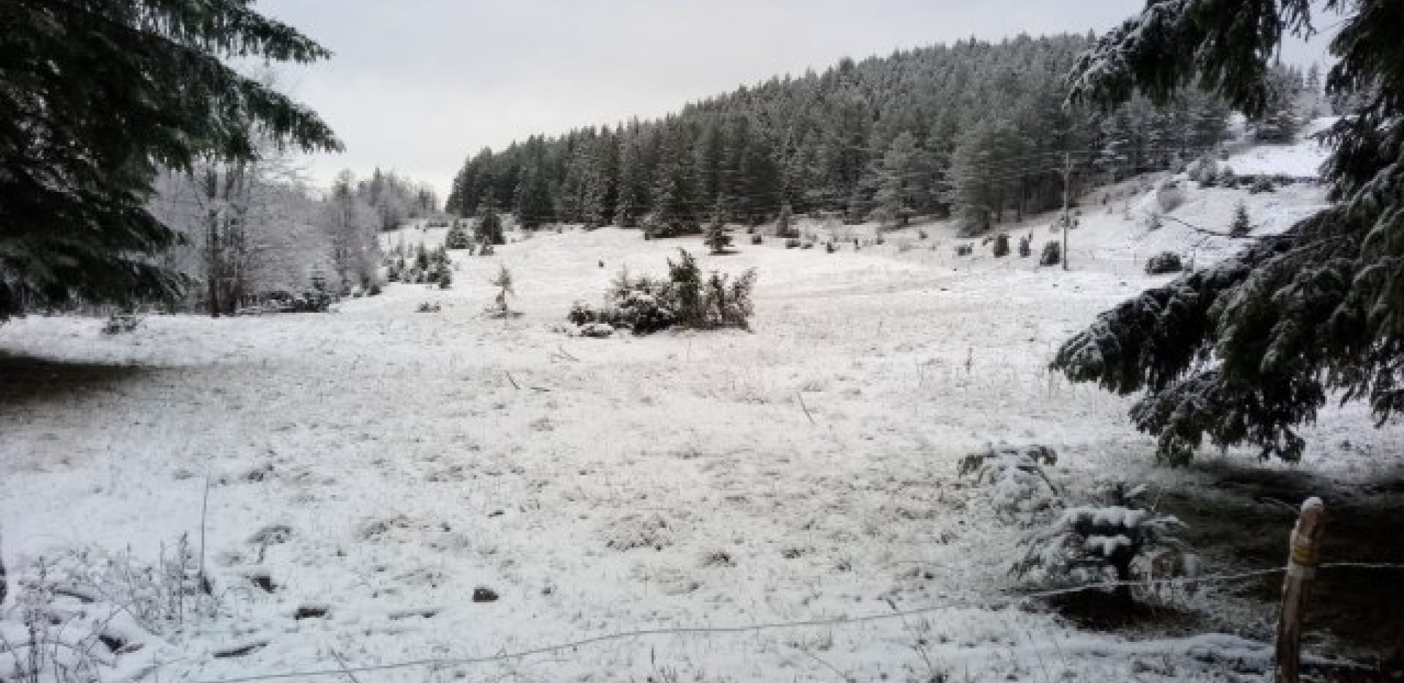 GOLIJA ZNA DA BUDE VRLO OPASNA! Zabelela se planina, a meštane iznenadila samo jedna stvar