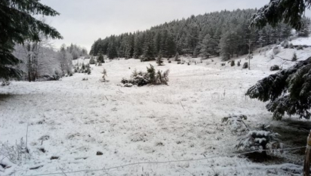 GOLIJA ZNA DA BUDE VRLO OPASNA! Zabelela se planina, a meštane iznenadila samo jedna stvar