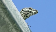 OGROMAN GUŠTER SAM OTVORIO VRATA I UŠAO U KUĆU Nije očekivao šta će ga sačekati u hodniku