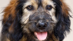 UDOMI ME Kuca ZaZa, unikatna maza