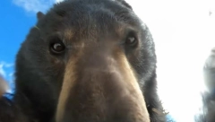 MEDVED NAŠAO KAMERU, PRAVIO SELFIJE I POSTAO POZNAT Vlasnik izgubljenog aparata ostao šokiran kad je video snimak (VIDEO)
