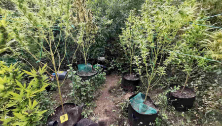 NEMAČKA LEGALIZIJE MARIHUANU? Vladajuća koalicija dogovorila konačne detalje, pa pomenuli ovaj datum