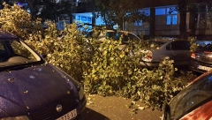 NEVREME ČUPALO STABLA U BEOGRADU! Zaustavljen saobraćaj u centru grada (FOTO/VIDEO)