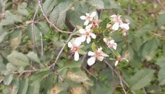 STIGLA JE JESEN, A SRPSKA TOSKANA PROCVETALA! Narodno verovanje kaže da to nije dobro (FOTO)