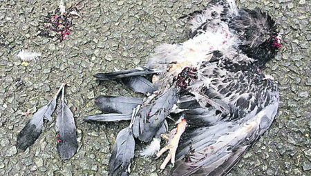 UHAPŠEN TAKSITA ZBOG UBISTVA GOLUBA Tražena obdukcija ptice