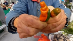 HIT U KIKINDI! Zoranova "penis paprika" prava je atrakcija (FOTO)
