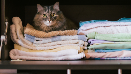 OVDE JA VLADAM! Mačke koriste razne načine da bi obeležile svoju teritoriju, ali i privukle suprotni pol