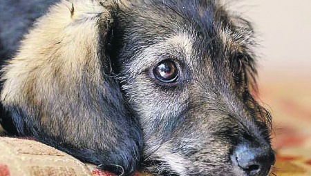 UDOMI ME Četiri gracije traže novi dom