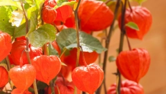 POSADITE KOD KUĆE NAJLEPŠI JESENJI CVET: Najtraženiji je na svetu, a ne zahteva mnogo vremena i truda