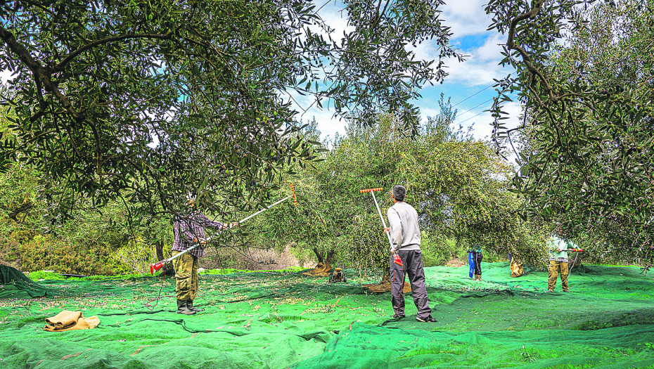 SEZONSKI POSLOVI Traže se radnici za rad na plantažama u Grčkoj: Dnevnica za branje maslina 30 evra