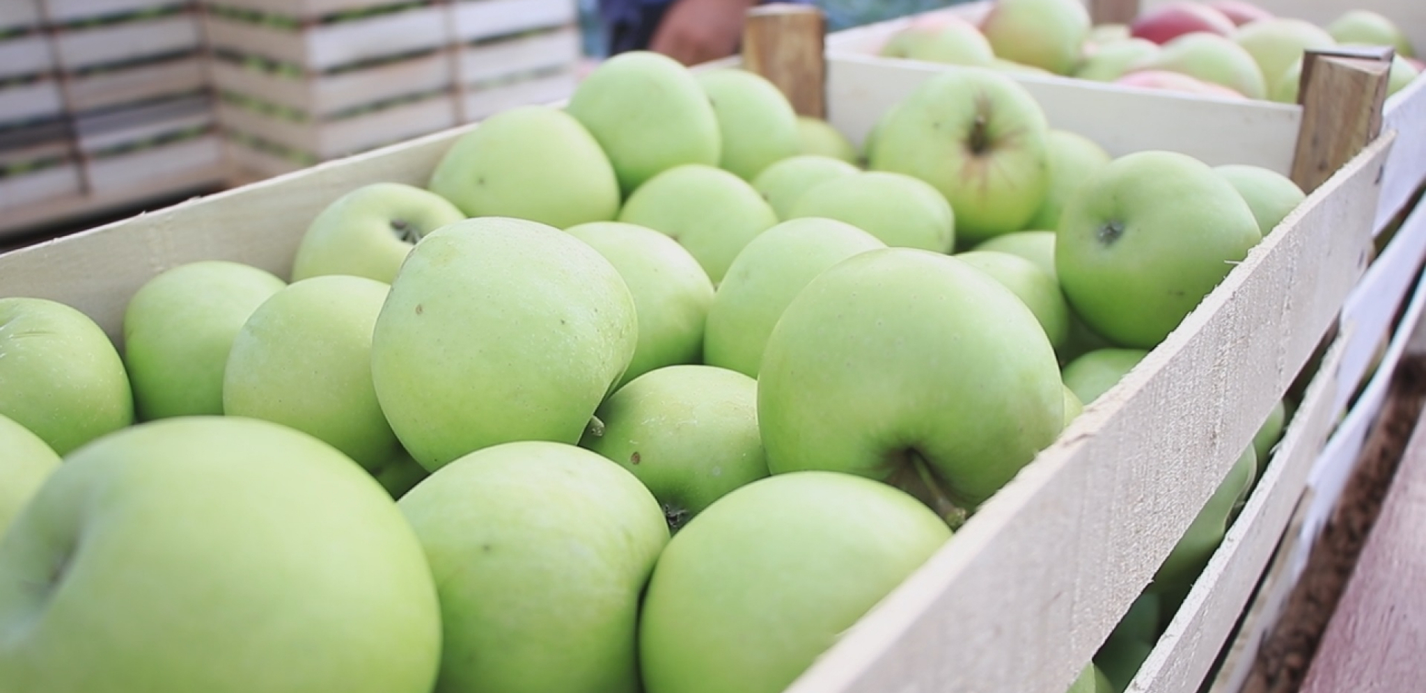 STIGLA LOŠA PROGNOZA ZA NEMAČKE VOĆARE: Uzgajivači jabuka očekuju ispodprosečan rod