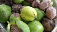 EVO KAKO DA ZARADITE Orah je blagorodna voćka i donosi mnogo para