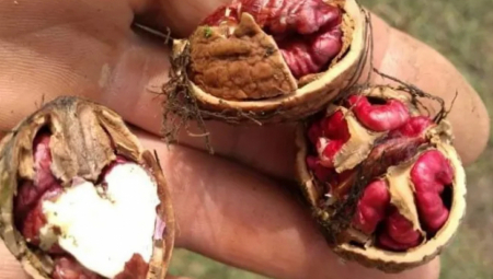 ISKRCKAJTE ORAH NA BADNJE VEČE Narodno verovanje kaže da ćete saznati da li će vas ove godine pratiti sreća