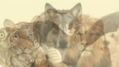 PSIHO TEST Koju životinju prvo vidite na slici, otkriva najdublju tajnu vaše ličnosti