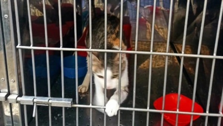 UDARILA SU JE KOLA, ALI JE PREŽIVELA: Malena Ali sa zelenim očima se sada nalazi u kavezu i traži dom koji će joj pružiti ljubav