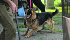 SPAS JE U JEDNOJ REČI Evo šta da uradite ako vas napadne pas