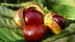 STARO NARODNO VEROVANJE Držite ludi kesten u džepu kaputa i očekujte čudo