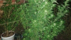 UHAPŠEN DILER Novosađanin u stanu uzgajao marihuanu