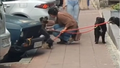 SRAMNO! HISTERIČNA ŽENA MALTRETIRA PSE Scena u Beogradu zgrozila prolaznike (VIDEO)