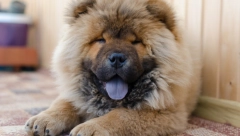 Samo bi spavali: Pet lenjih rasa pasa