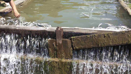 UGINULO 13.000 PASTRMKI! Podignuta krivina prijava u Vranju, zagadio reku!