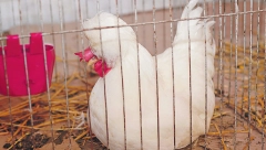 ĆUBASTA ŽIVINA Povratak male somborske kaporke