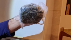 PAO SUBOTIČKI DILER Policija kod njega pronašla preko 100 grama marihuane