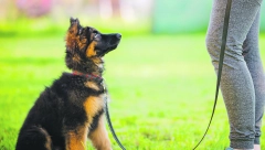 OTPORNIJE SU OD OSTALIH: Najzdravije rase pasa