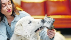 KADA JE LINJANJE PREKOMERNO Držite opadanje dlaka kod pasa pod kontrolom