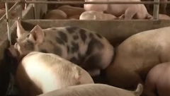 SKANDAL Svinjar prevario pola Srbije!