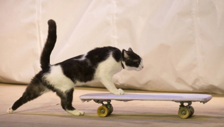 ZAŠTO MAČKE MAŠU REPOM KAD VAS VIDE Evo šta žele da vam saopšte