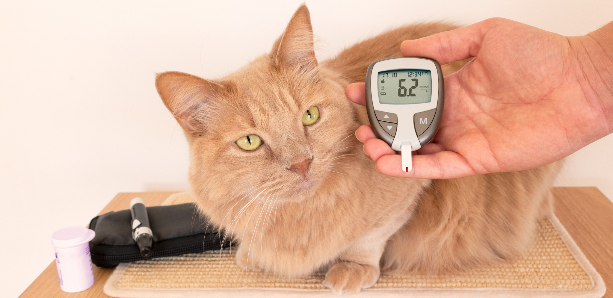 DIJABETES KOD MAČAKA Sve veći broj mačaka razvija šećernu bolest