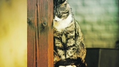 AKO VAM TUĐA MAČKA DOĐE PRED VRATA Tu je sa razlogom, evo šta će vam se uskoro desiti