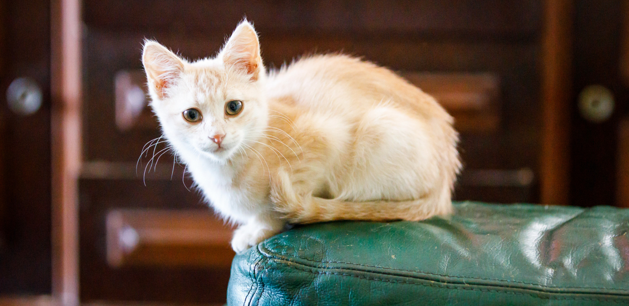 Razlog za brigu ili ne: Evo šta uzrokuje stalno proširene zenice kod mačaka?