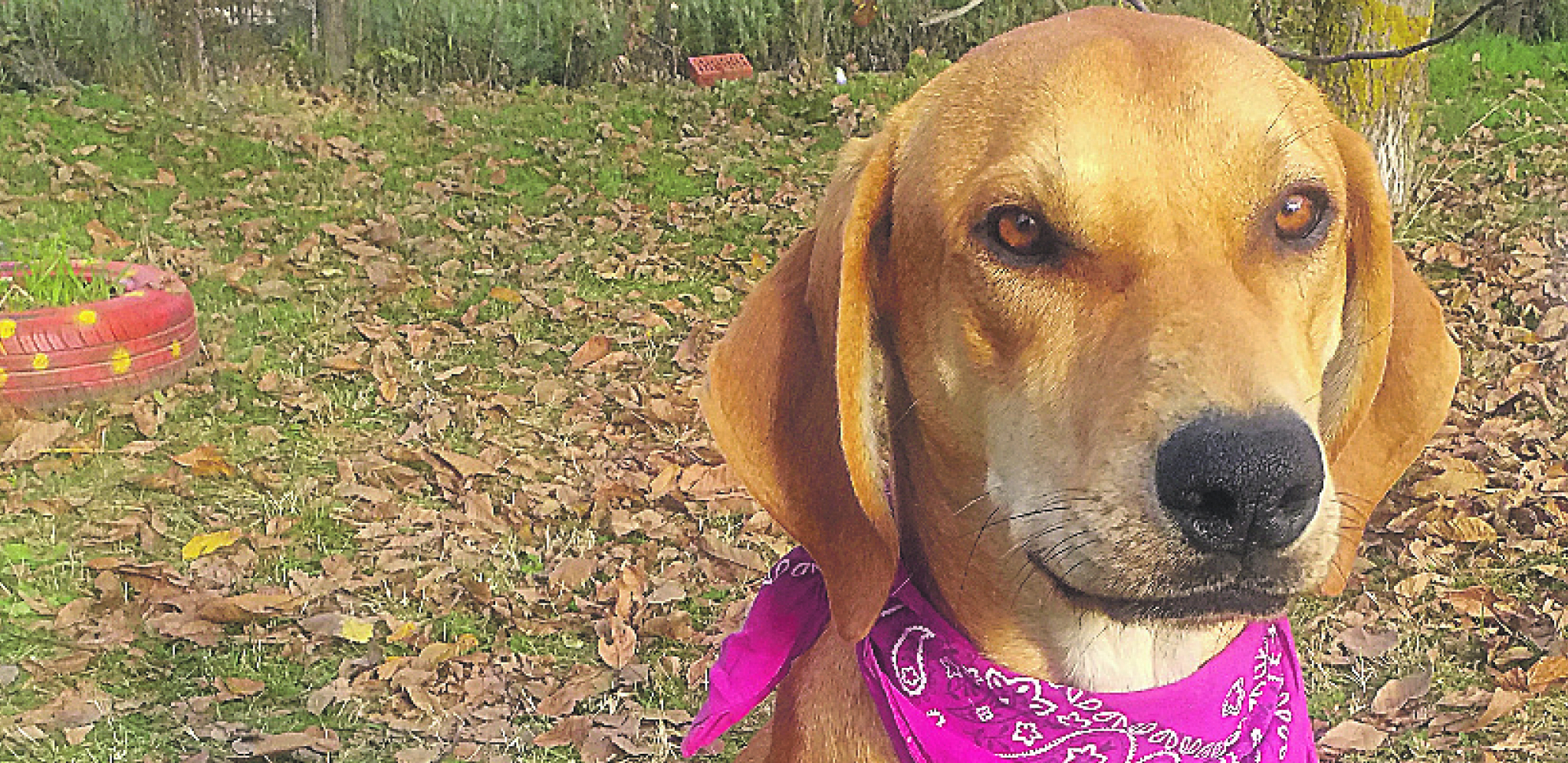 UDOMI ME Lepi Raja, baja s Kosmaja