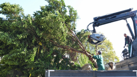 MILLENNIUM TEAM POKLONIO SADNICE GRAĐANIMA ZVEZDARE 24 sadnice nastavljaju da krase Zvezdaru