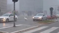 MOJ BELI LABUDE... Ptica sletela na ulicu u Novom Sadu i blokirala saobraćaj (VIDEO)