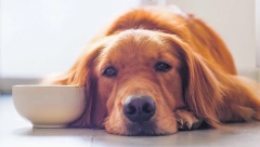 Tuga nije razlog: Zašto psi plaču?