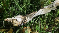 NA SRPSKU KUĆU BAČEN MOLOTOVLJEV KOKTEL Užas kod Gračanice! (FOTO/VIDEO)