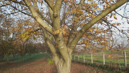 NE SADITE GA BLIZU KUĆE, IZUZETNO JE OTROVNO Drvo koje mnogi Srbi imaju u dvorištu ne treba da bude uz domaćinstvo